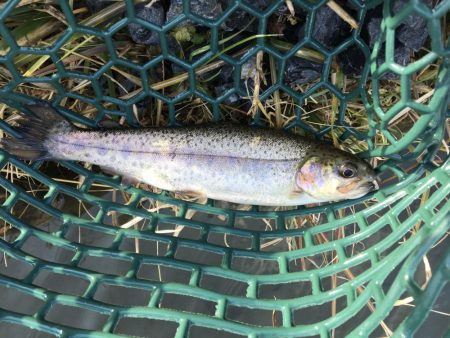 久々の管理釣り場